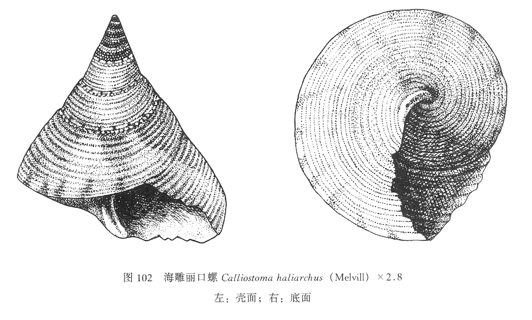 海雕麗口螺