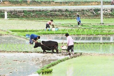 關於進一步加強農資市場監管保障春耕生產的緊急通知