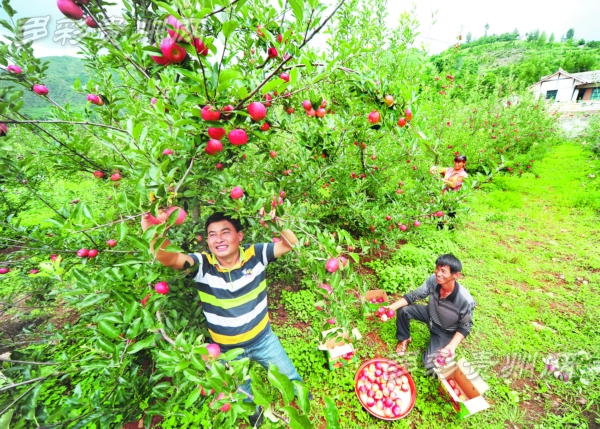 台莊村(日照市三莊鎮下轄村)