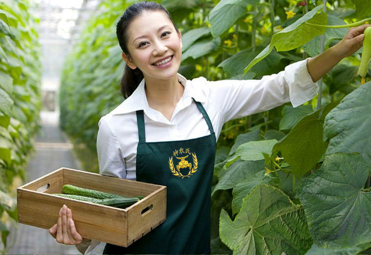 陽穀神農氏蔬菜專業合作社