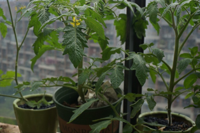 露台菜園