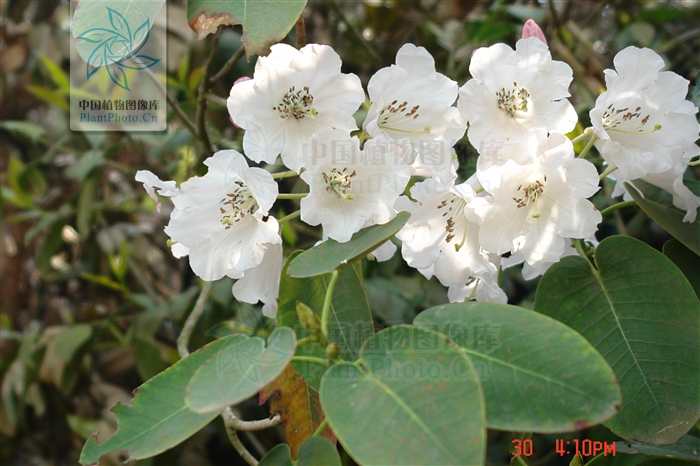 杜鵑屬(植物杜鵑屬)