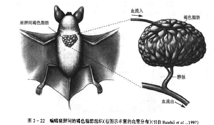 非顫抖性產熱