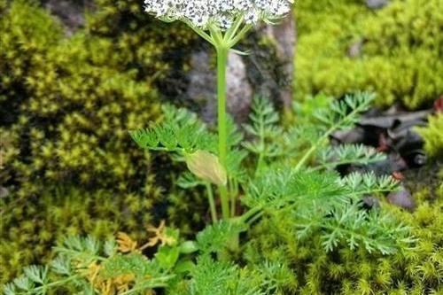 矮尖絲瓣芹