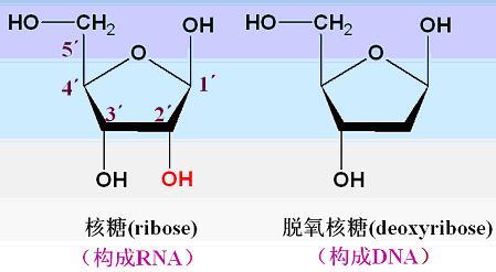 戊糖