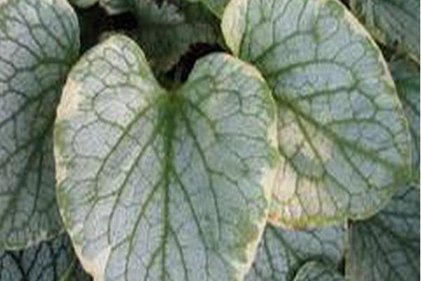 Brunnera macrophylla \x27King\x27s Ransom\x27