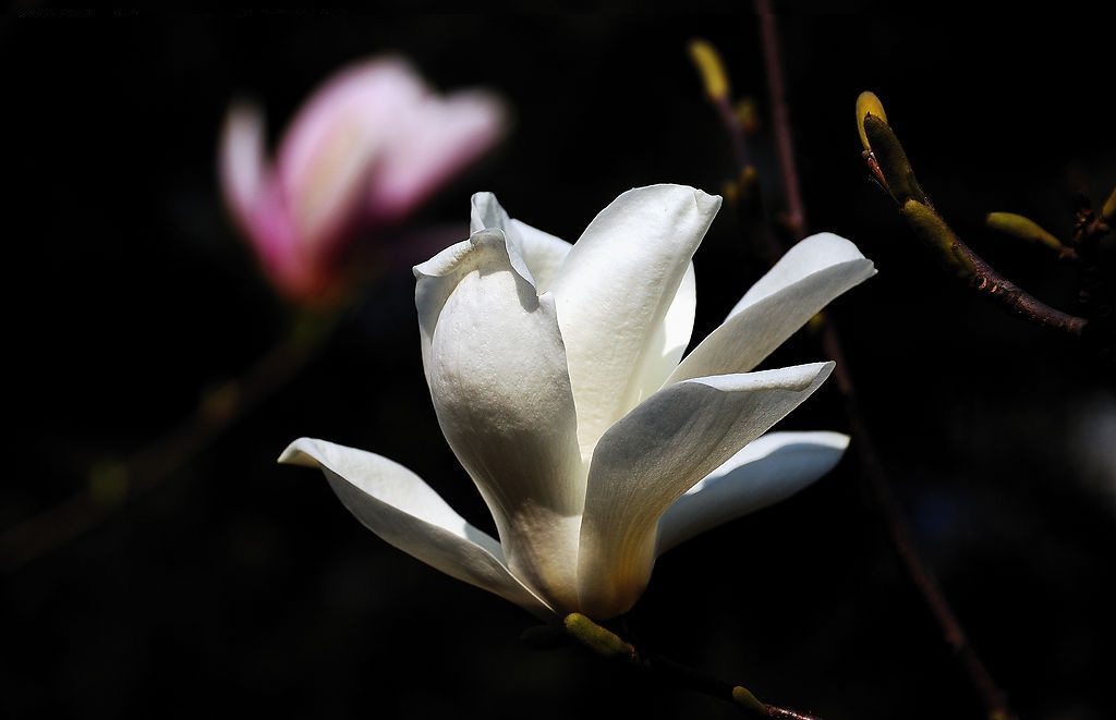 白玉蘭花茶