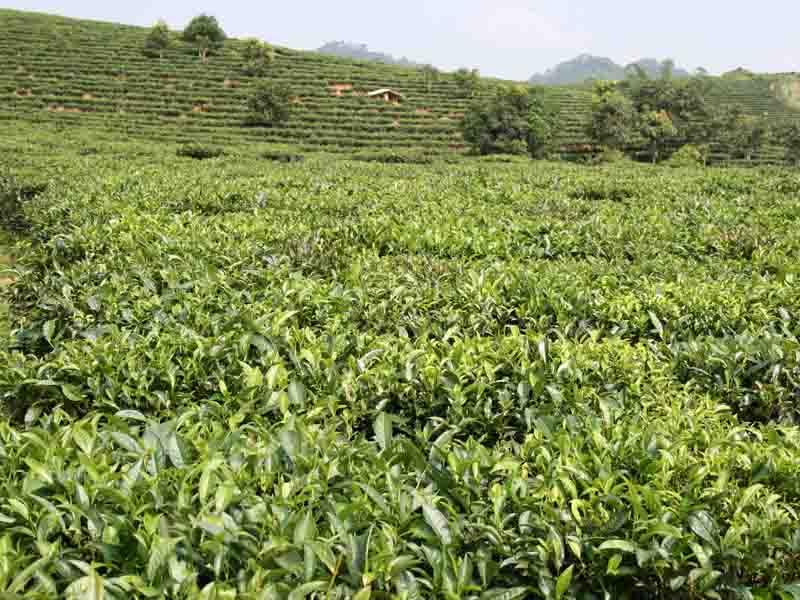 茶葉種植