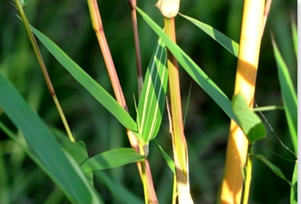 花葉青絲