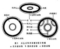 多孔動物門（化石）