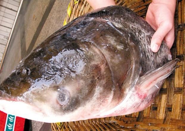 連環湖麻鰱魚