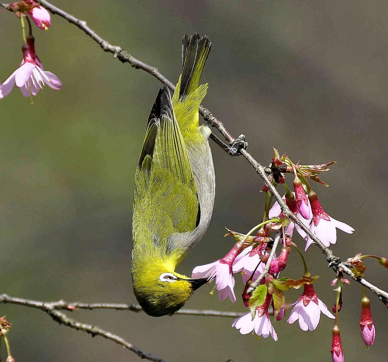 鳥(體表被覆羽毛的卵生脊椎動物)