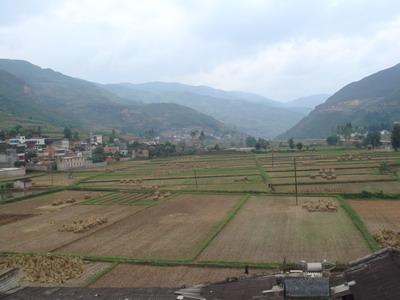 大緝麻村水稻田