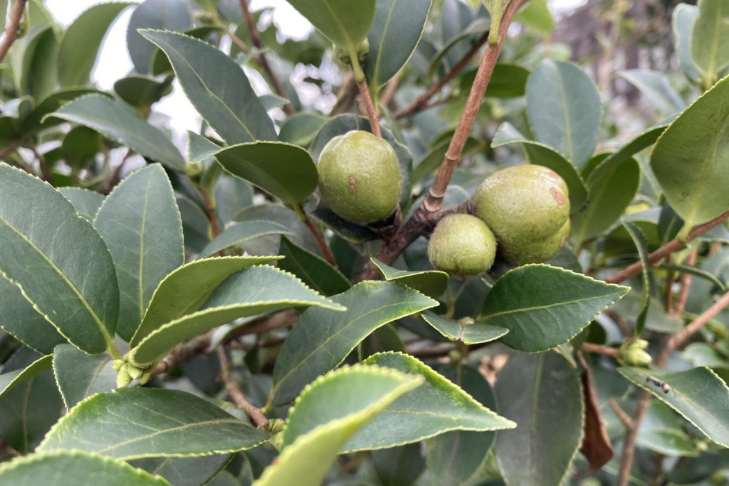 油茶無性系湘林麻方0