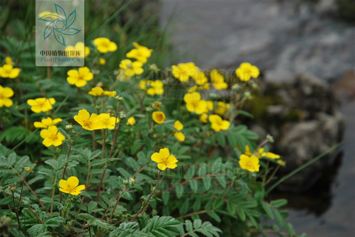 脫毛銀葉委陵菜（變種）