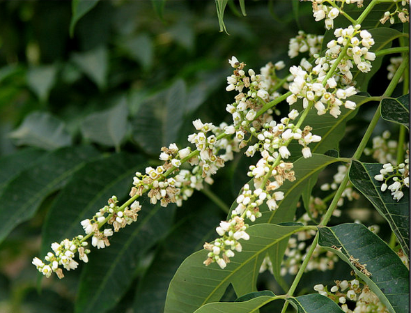 香椿芽