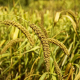 粟(小米（禾本科狗尾草屬植物）)