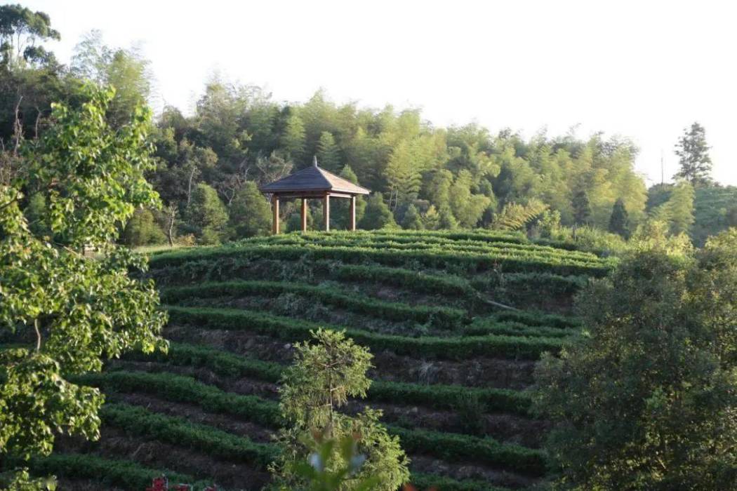 黃湯茶博園