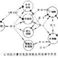 白細胞介素-14