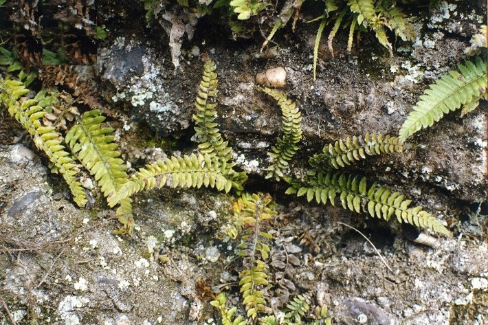 亞東高山耳蕨