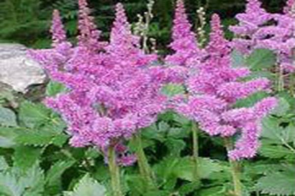 Astilbe chinensis \x27Visions\x27