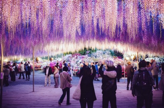 紫藤(紫藤花（蝶形花科紫藤屬落葉攀援灌木）)