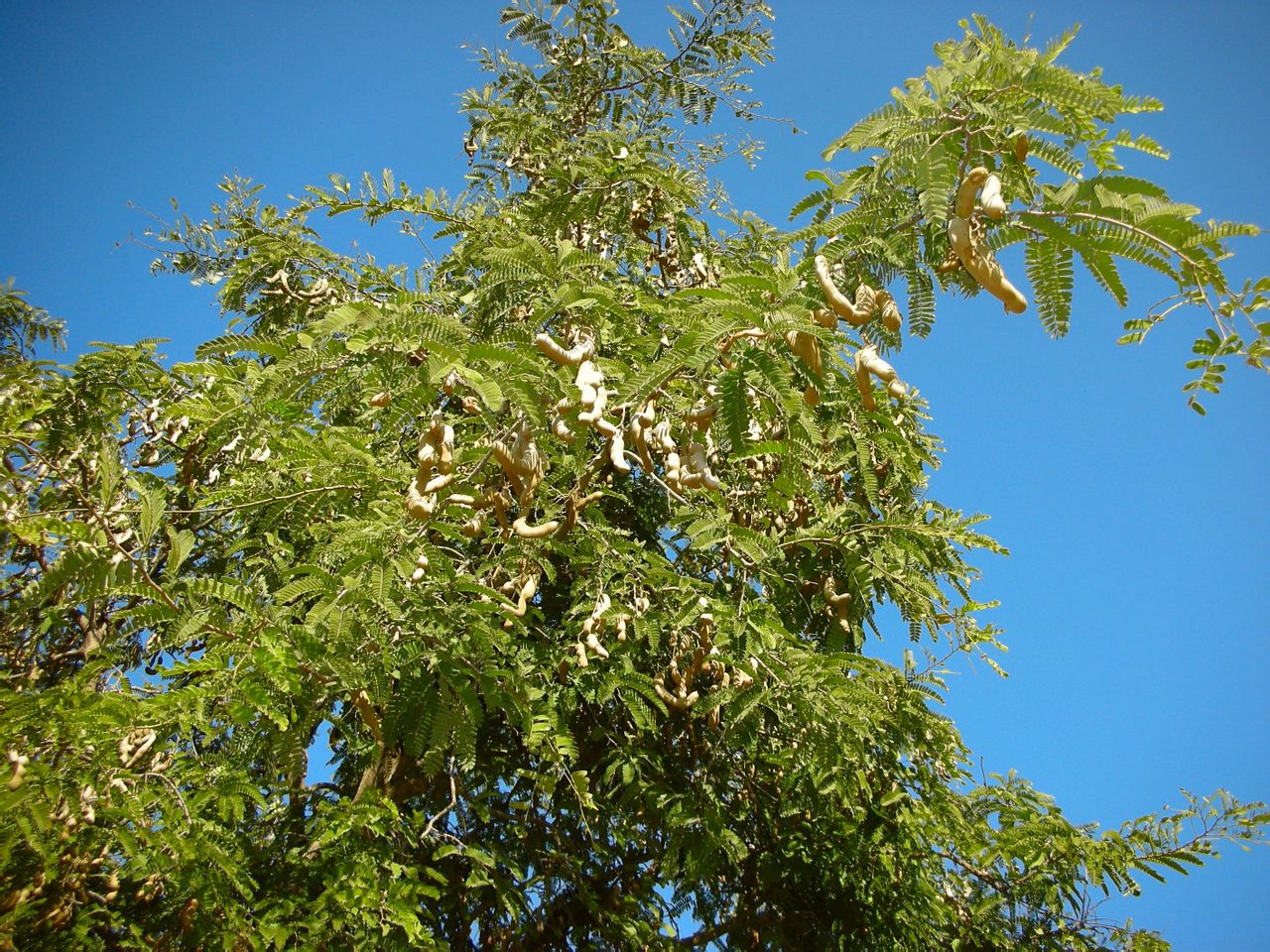 白塘生態植物園