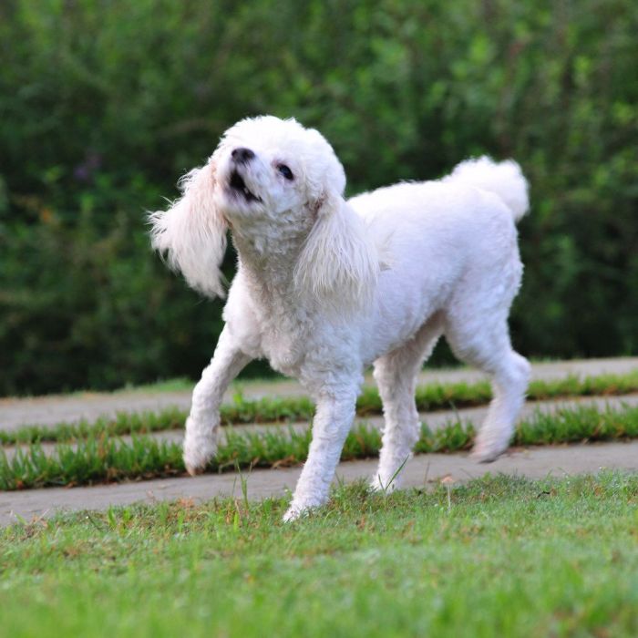 中型貴賓犬