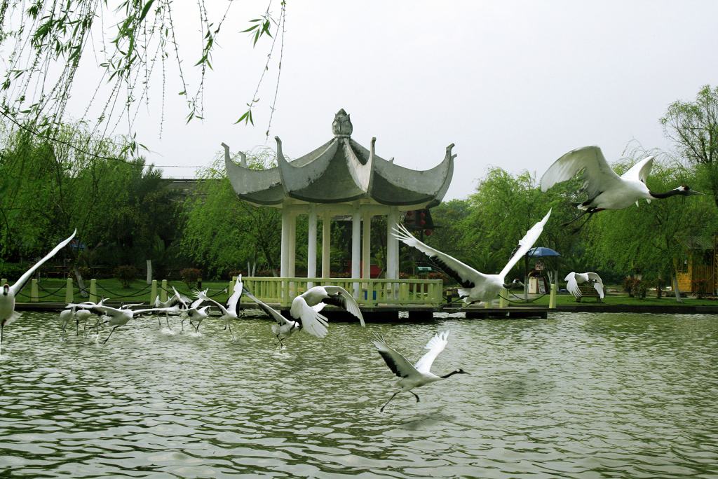 國際愛鳥日