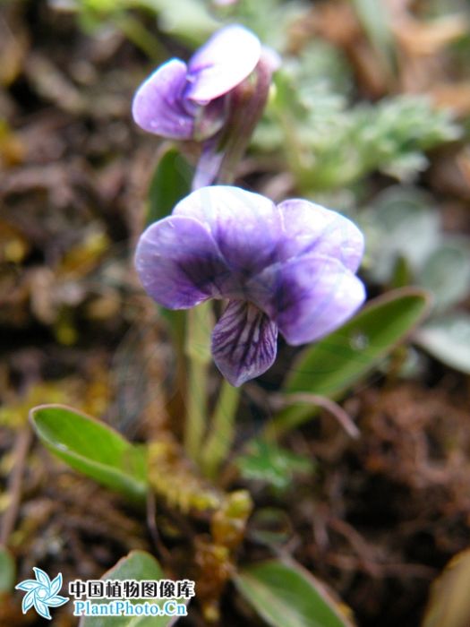 西藏堇菜(藏東堇菜)