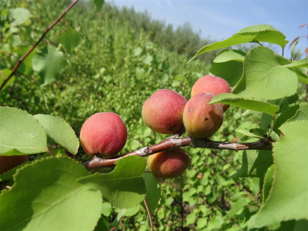 山杏無性系10號