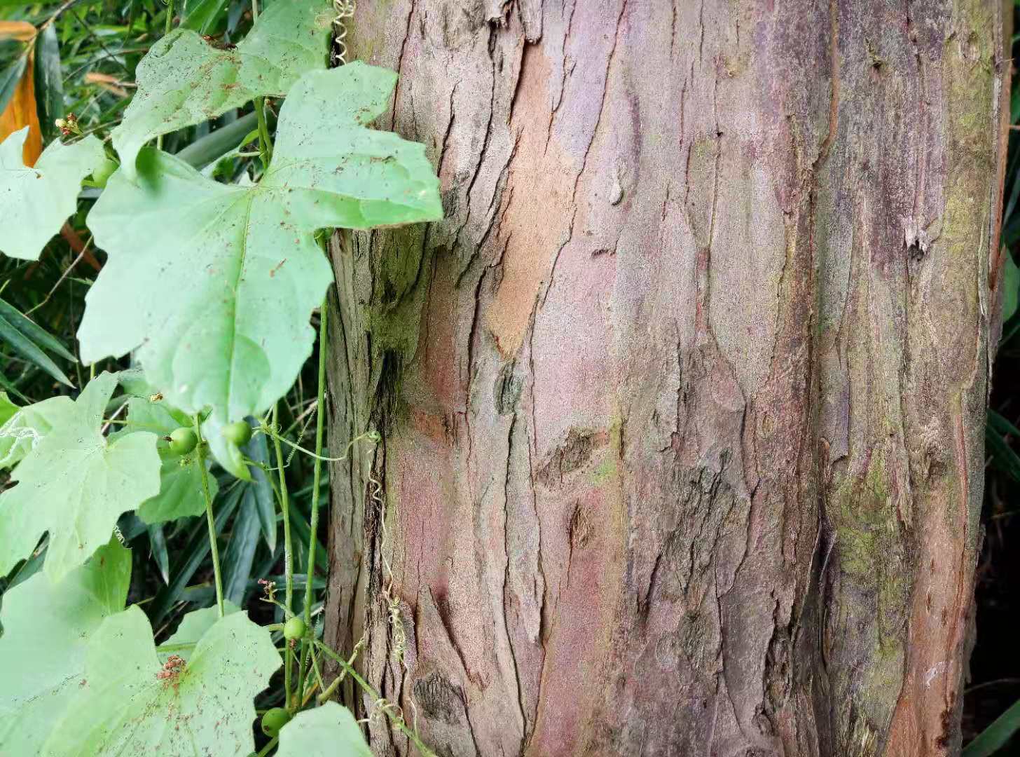 紅豆杉樹皮