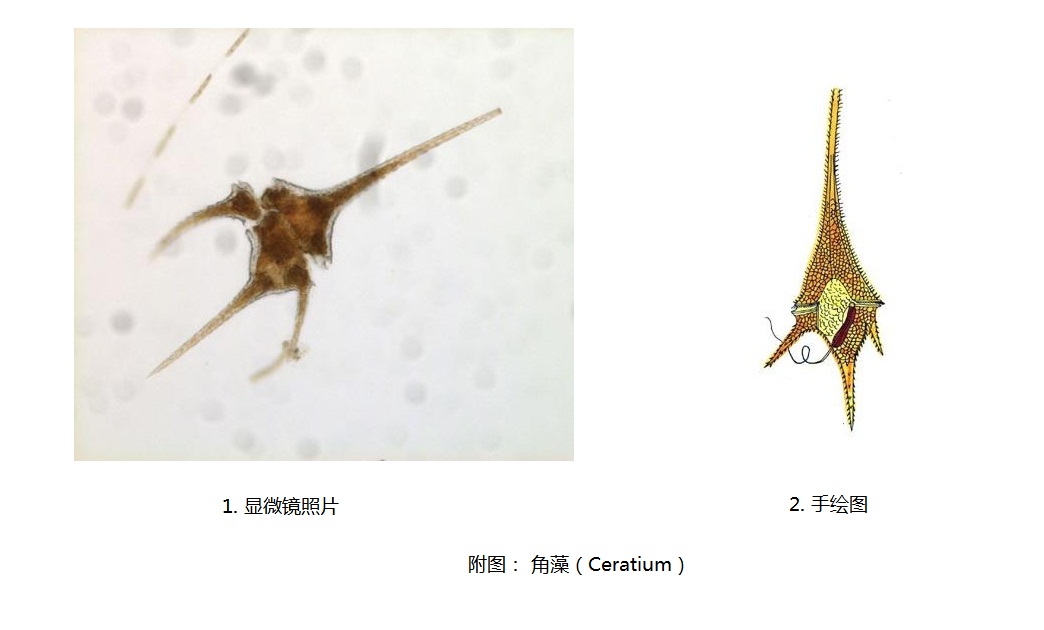 角藻 Ceratium