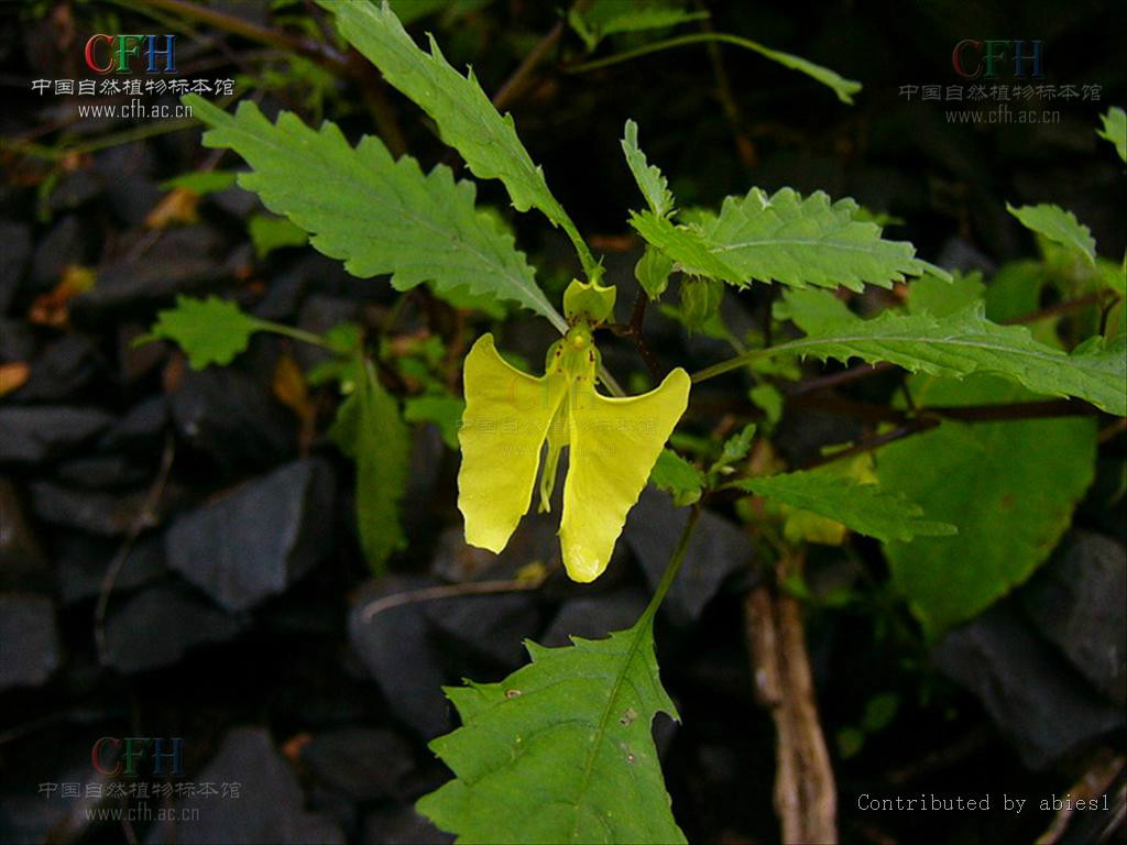 鐮瓣鳳仙花