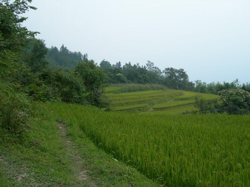 種植業