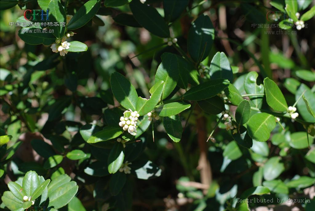 Atalantia buxifolia（中文名：酒餅簕）