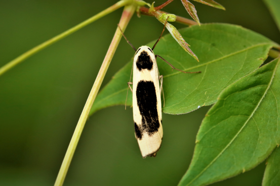 跡斑苔蛾