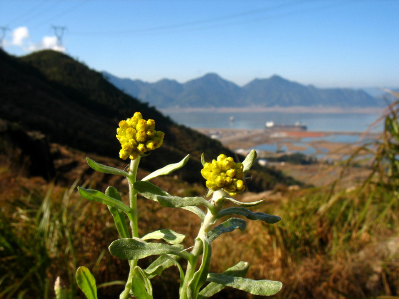 細葉鼠麴草