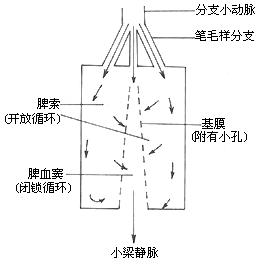 脾機能亢進症