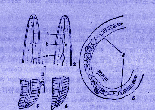 線蟲體圖