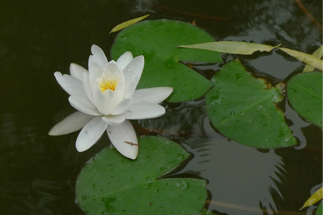 蓮花池水鉤子