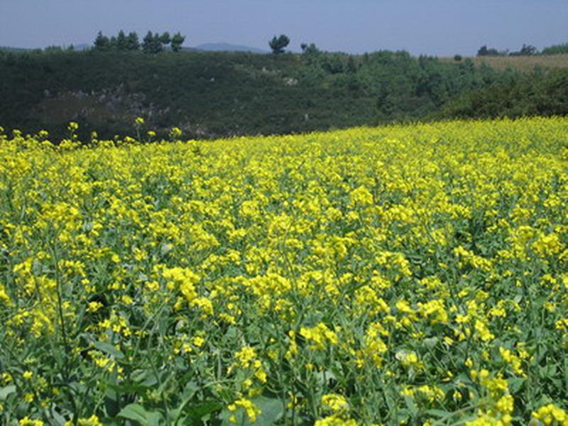 池西自然村