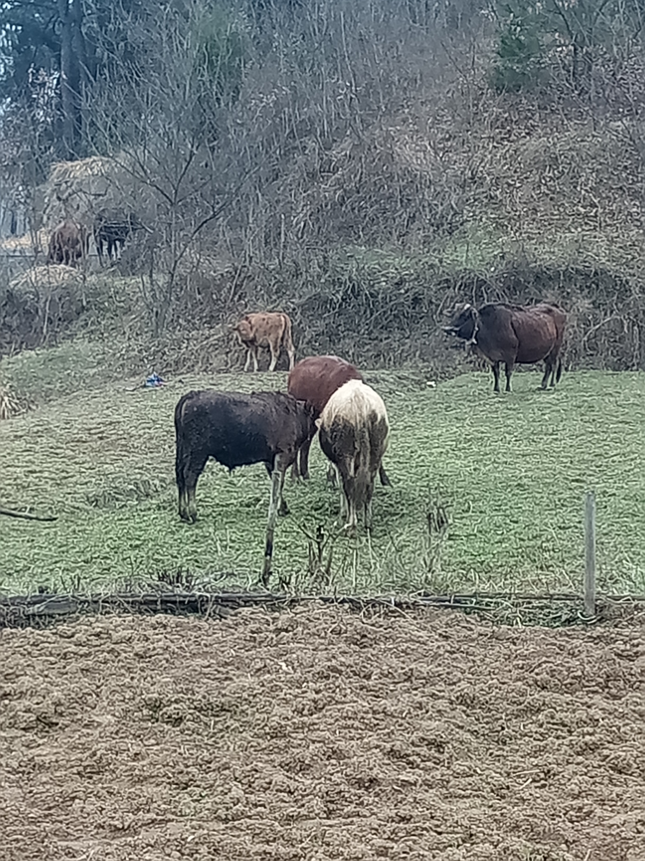 肉牛養殖