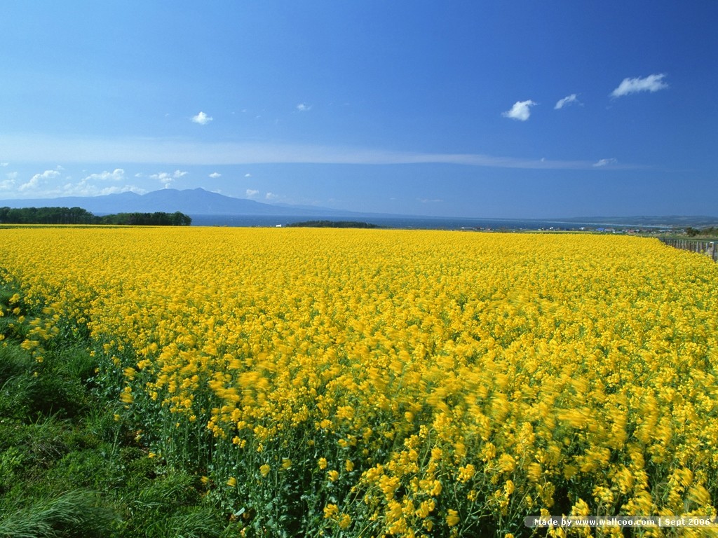 油菜