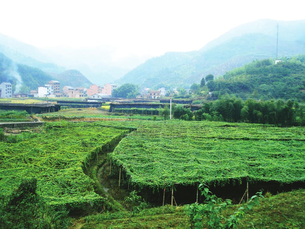 聯合村(雲南省祿勸縣雲龍鄉下轄村)