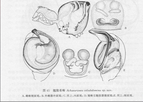 翹腹希蛛