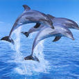 海豚(生活在海洋中的鯨目哺乳動物)