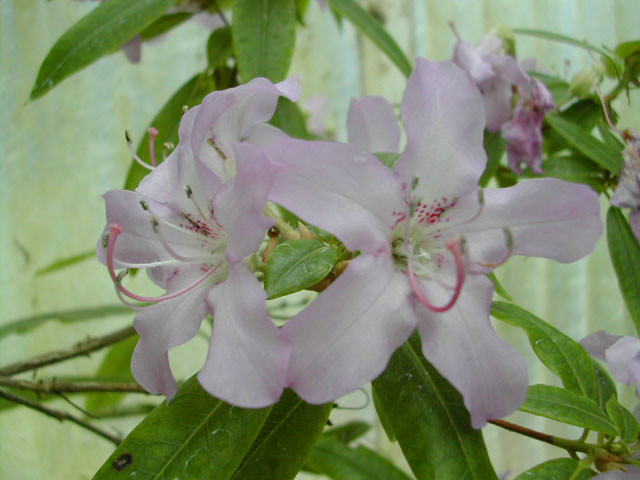 薄葉馬銀花