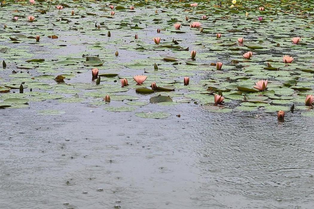 南方的雨