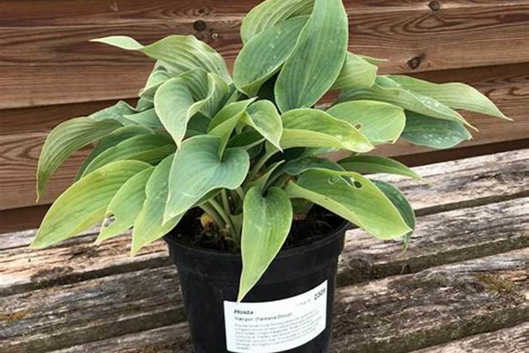 Hosta (Tardiana Group) \x27Halcyon\x27